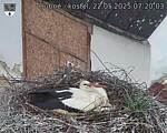 Capi_Dubne_20250522_072003.jpg