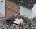 Capi_Dubne_20250522_072502.jpg