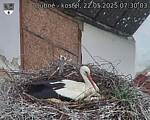 Capi_Dubne_20250522_073003.jpg
