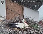 Capi_Dubne_20250522_073503.jpg