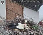 Capi_Dubne_20250522_074002.jpg