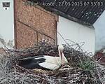 Capi_Dubne_20250522_075504.jpg
