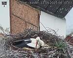 Capi_Dubne_20250522_081004.jpg