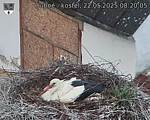 Capi_Dubne_20250522_082005.jpg