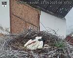 Capi_Dubne_20250522_083002.jpg