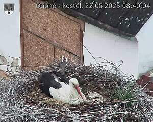 Capi_Dubne_20250522_084004.jpg (1350 x 1080)