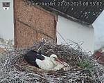 Capi_Dubne_20250522_085502.jpg