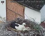 Capi_Dubne_20250522_090502.jpg