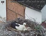 Capi_Dubne_20250522_091002.jpg