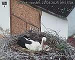 Capi_Dubne_20250522_091504.jpg