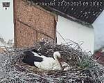 Capi_Dubne_20250522_092002.jpg