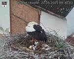Capi_Dubne_20250522_093003.jpg