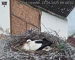 Capi_Dubne_20250522_094002.jpg