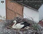 Capi_Dubne_20250522_094503.jpg