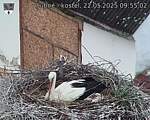 Capi_Dubne_20250522_095502.jpg