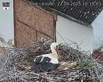 Capi_Dubne_20250522_101004.jpg