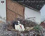 Capi_Dubne_20250522_102004.jpg