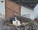 Capi_Dubne_20250522_103004.jpg