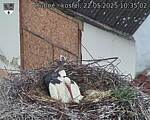 Capi_Dubne_20250522_103502.jpg