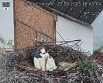 Capi_Dubne_20250522_104504.jpg