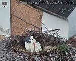 Capi_Dubne_20250522_105004.jpg