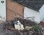 Capi_Dubne_20250522_110502.jpg