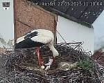Capi_Dubne_20250522_111004.jpg