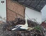 Capi_Dubne_20250522_112004.jpg