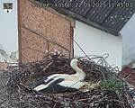 Capi_Dubne_20250522_114503.jpg