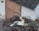 Capi_Dubne_20250522_121503.jpg