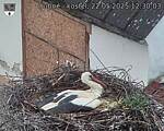 Capi_Dubne_20250522_123003.jpg
