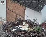 Capi_Dubne_20250522_124002.jpg