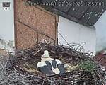 Capi_Dubne_20250522_125003.jpg
