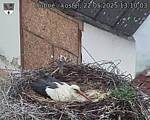 Capi_Dubne_20250522_131003.jpg