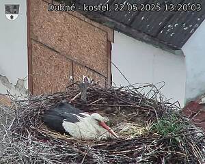 Capi_Dubne_20250522_132004.jpg (1350 x 1080)