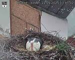 Capi_Dubne_20250522_134502.jpg