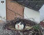 Capi_Dubne_20250522_140503.jpg