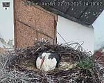 Capi_Dubne_20250522_141002.jpg