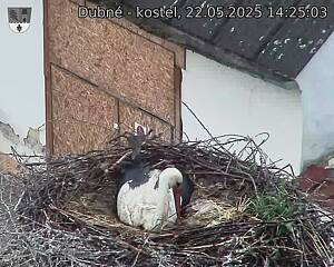 Capi_Dubne_20250522_142503.jpg (1350 x 1080)