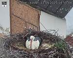 Capi_Dubne_20250522_145004.jpg