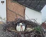 Capi_Dubne_20250522_145504.jpg