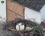 Capi_Dubne_20250522_150002.jpg