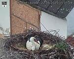 Capi_Dubne_20250522_150504.jpg