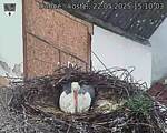 Capi_Dubne_20250522_151003.jpg