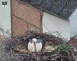 Capi_Dubne_20250522_151502.jpg