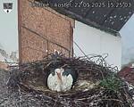 Capi_Dubne_20250522_152503.jpg