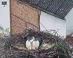 Capi_Dubne_20250522_160004.jpg