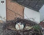 Capi_Dubne_20250522_161002.jpg