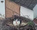Capi_Dubne_20250522_162002.jpg