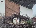 Capi_Dubne_20250522_163504.jpg